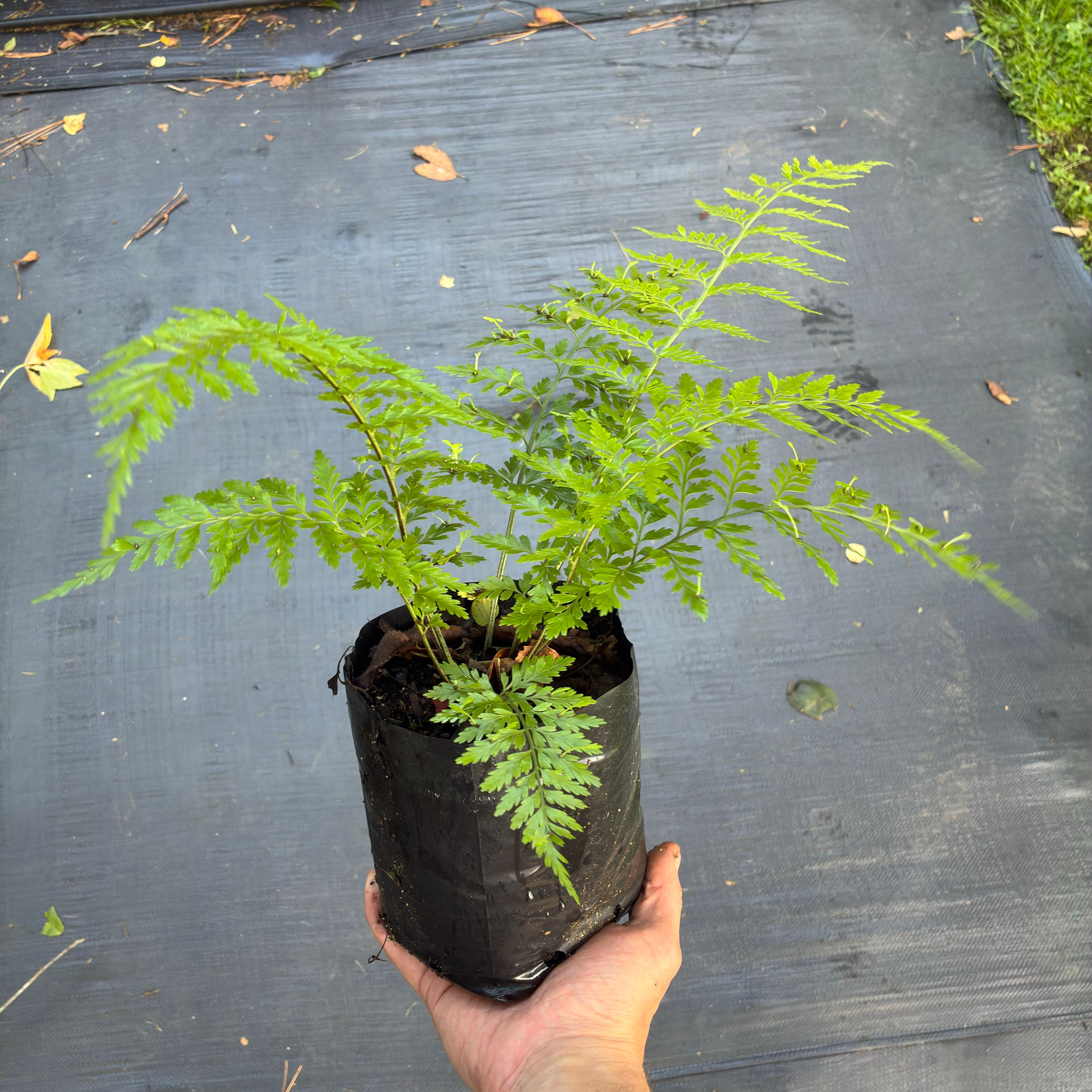 Asplenium bulbiferum - Hen and Chicken Fern (Mouku)