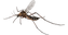 Mosquito.J04.2k.png