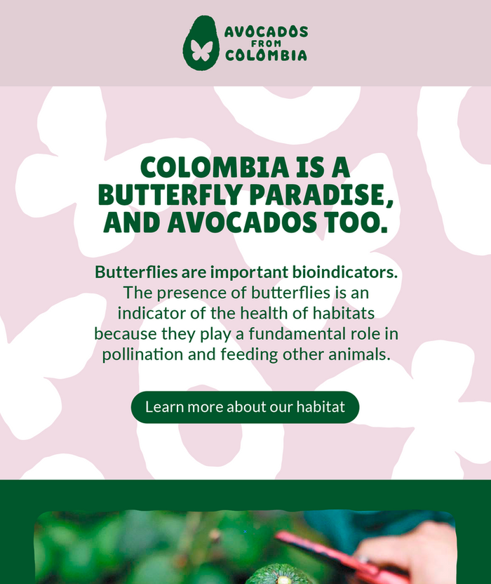 Branding Avocados from Colombia por SmartBrands