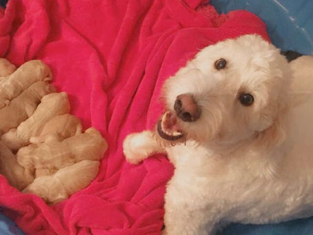 Our Puppies are here...
