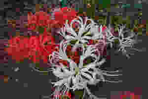 https://youtu.be/MQ6LthUdTqs