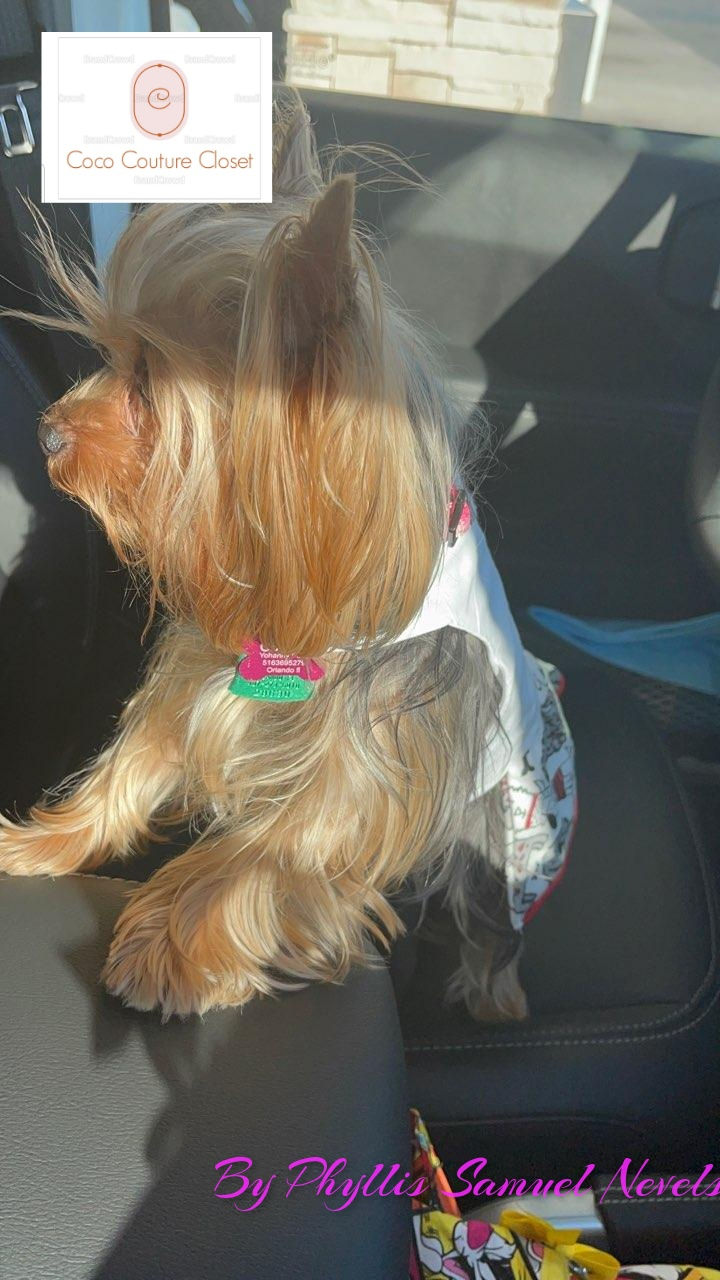 Thumbnail: Who's that doggy 🐕 in the window dress 👗 