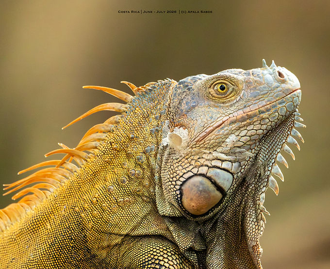 Costa Rica -129.jpg