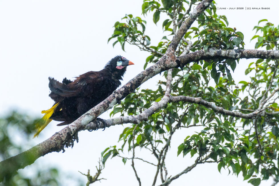 Montezuma Oropendola