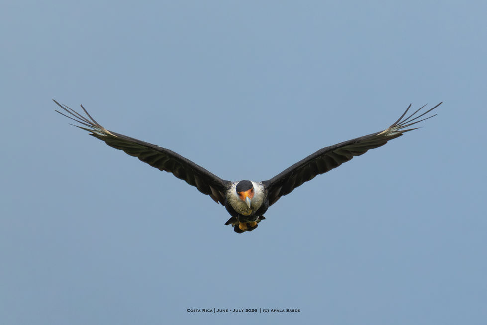 Crested Caracara - National Bird of Mexico