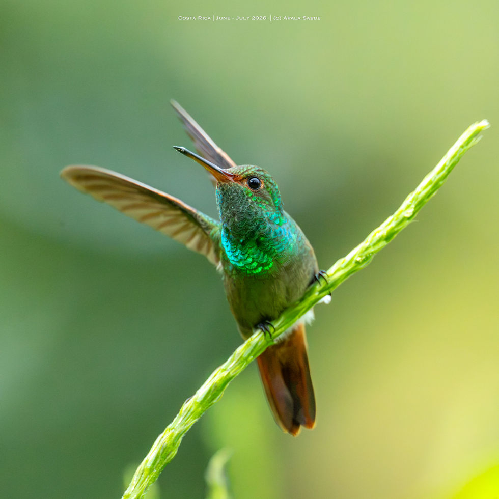 Rufous Tailed Hummingbird taking off