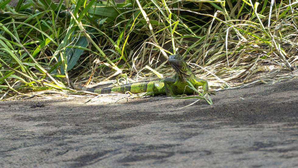 Juvenile green iguana