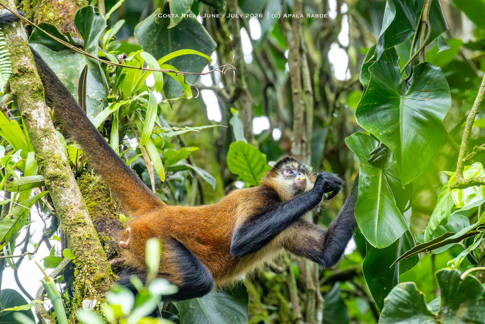 Spider Monkey snacking