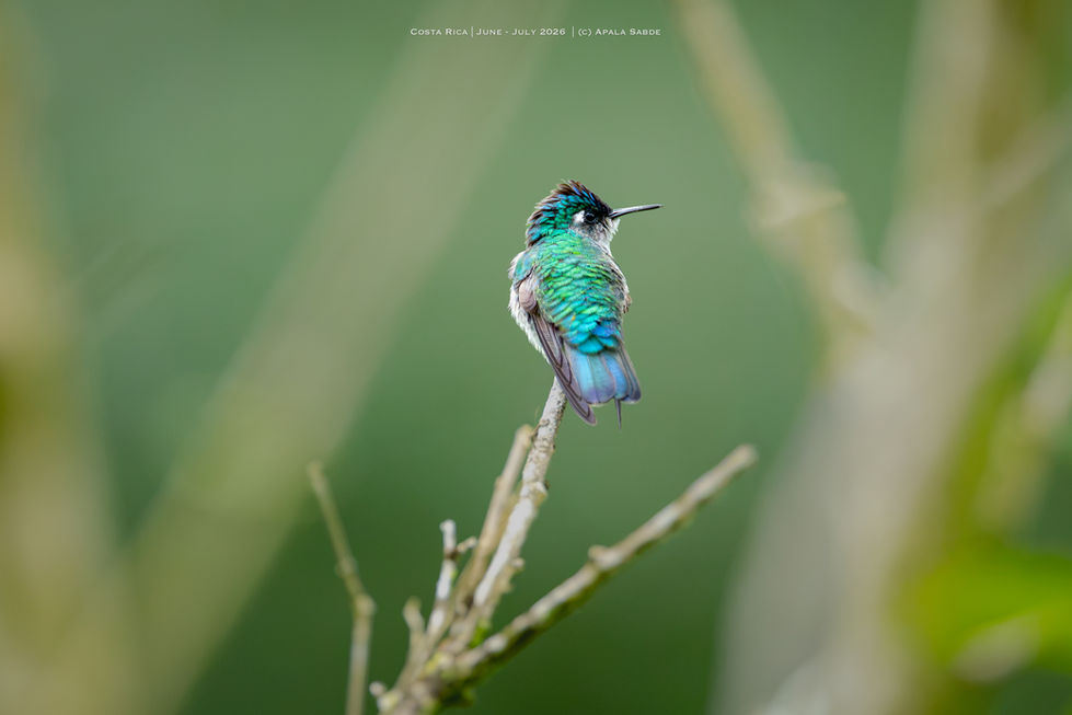 Violet Headed Hummingbird