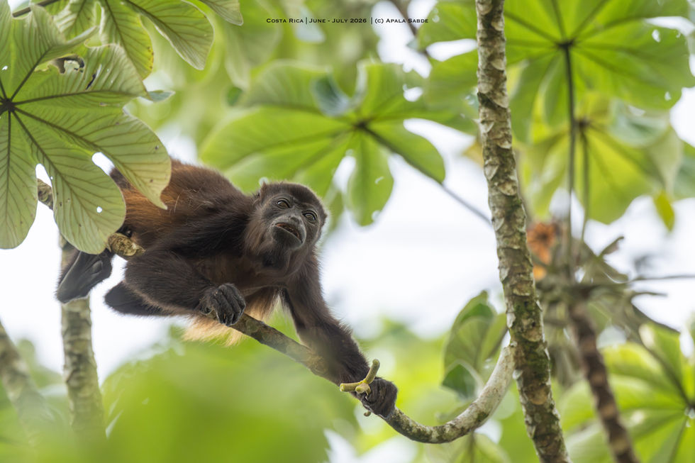 howler monkey