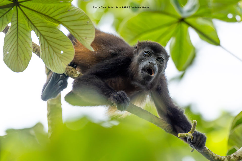 howler monkey