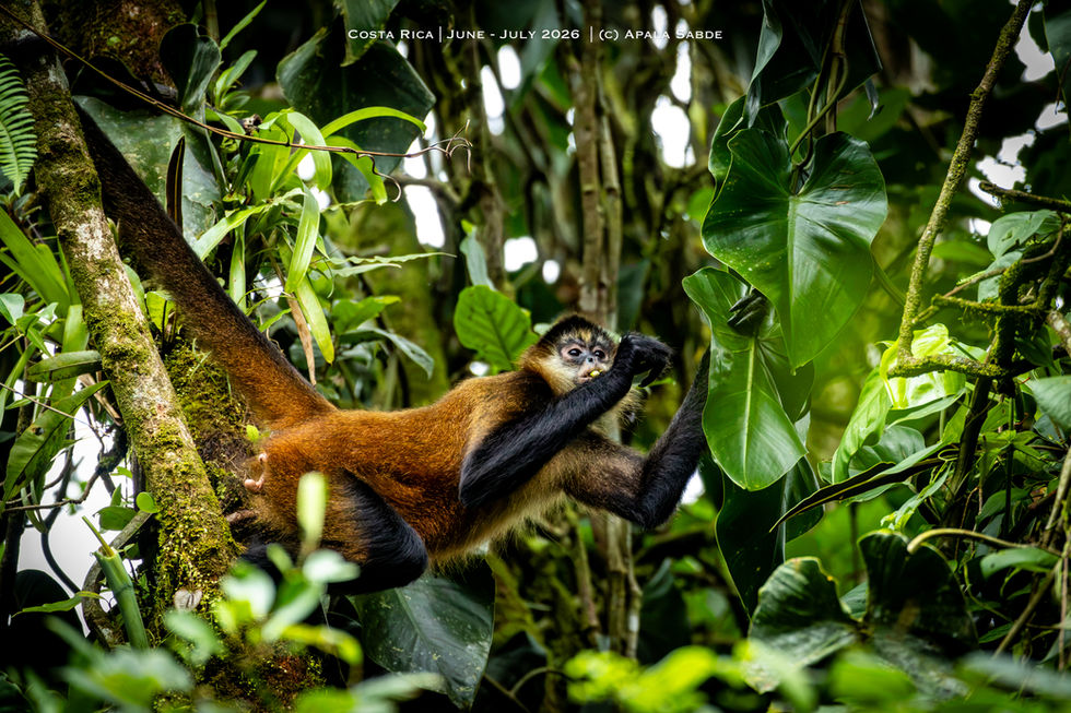 Spider Monkey snacking