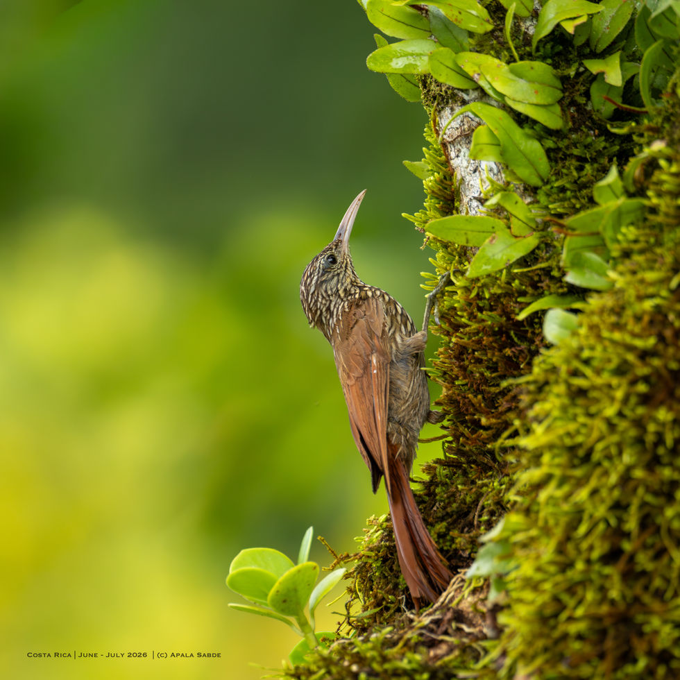 Streak headed woodcreeper