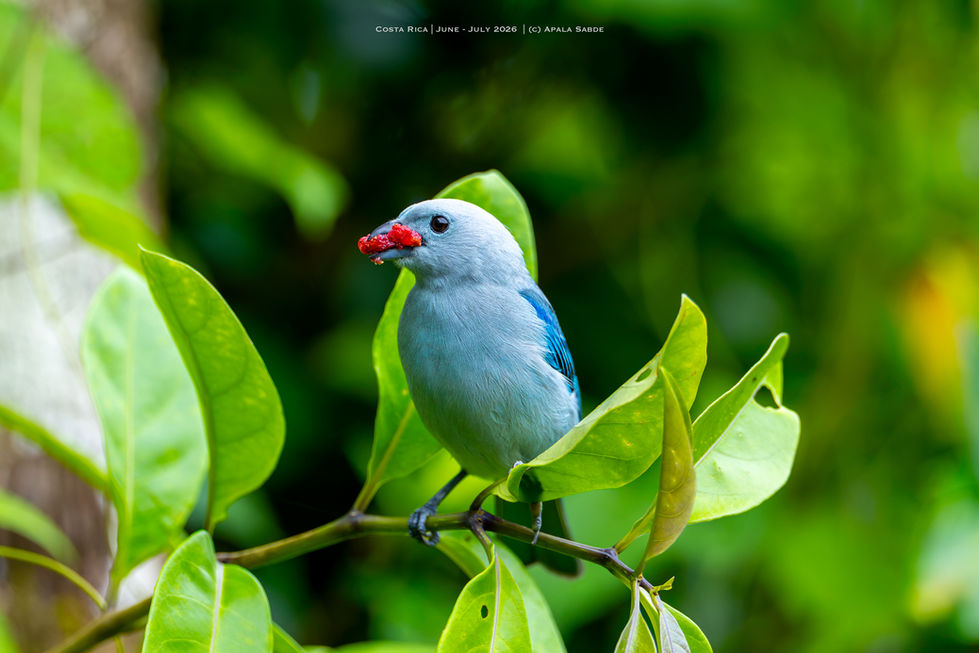 Blue Gray Tanager delivering food to the nest