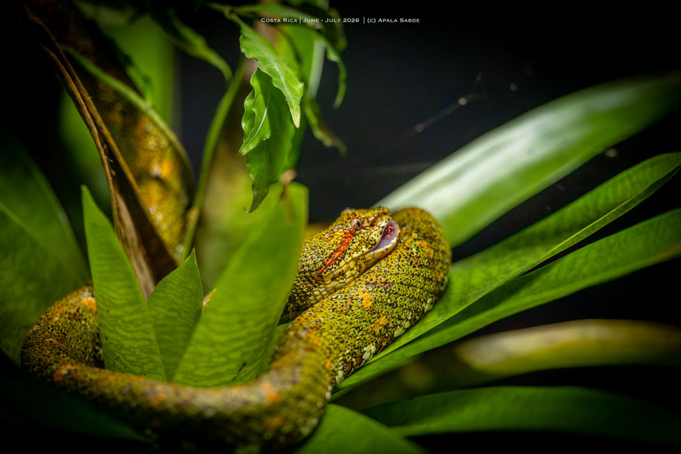 Eyelash Viper1.jpg