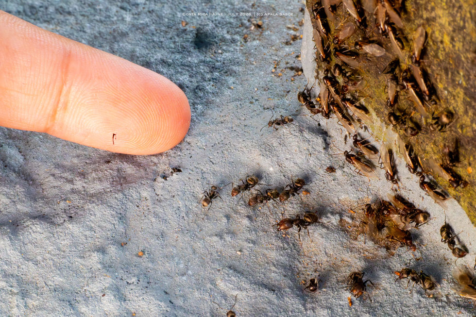 Crazy ant.jpg