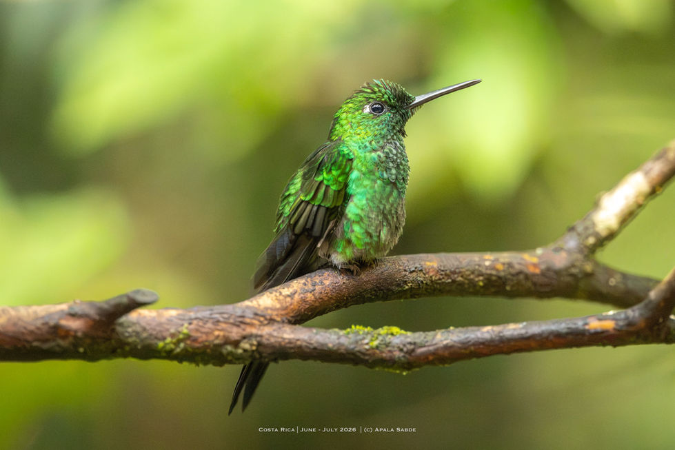 Green crowned Brilliant