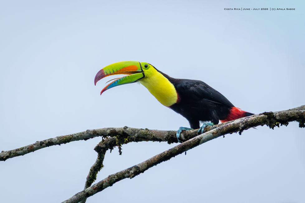 Keel-billed Toucan