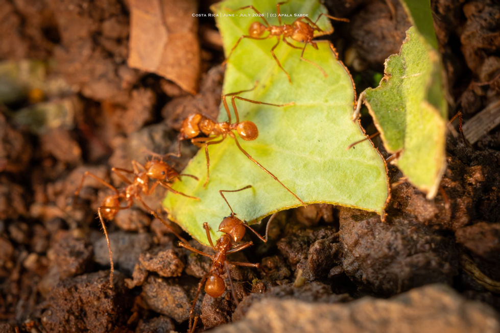 Leafcutter Ant carrying leaf