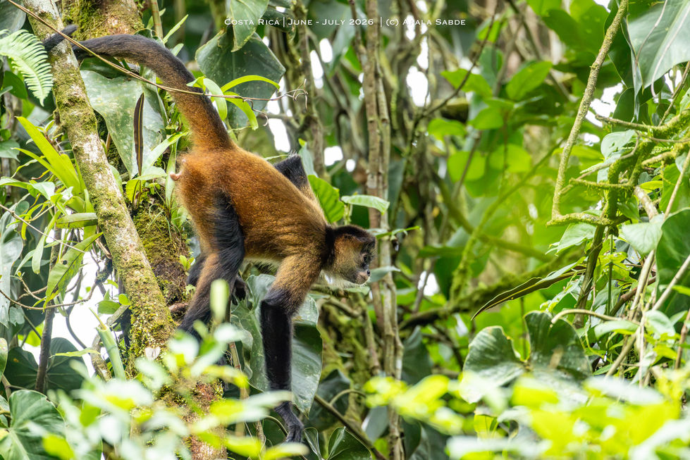 Spider Monkey