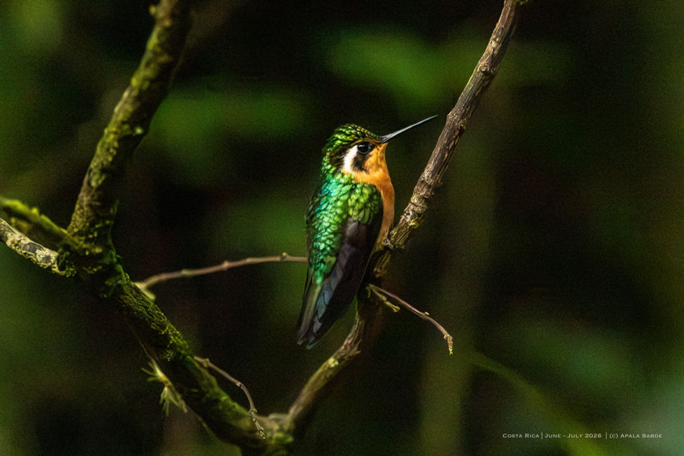 Purple throated Mountain Gem (Female)