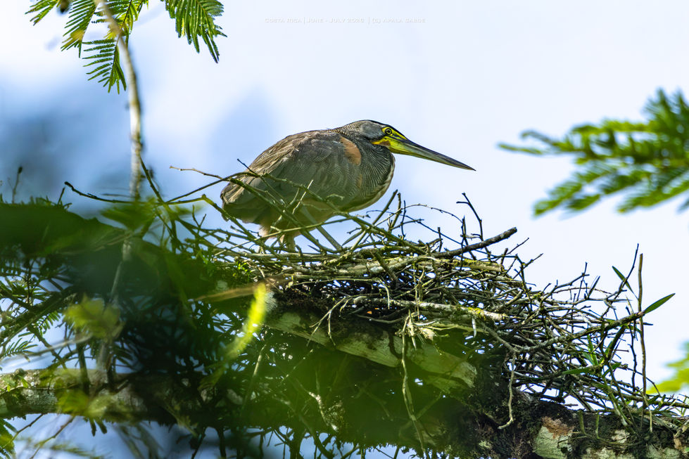 Tiger Heron