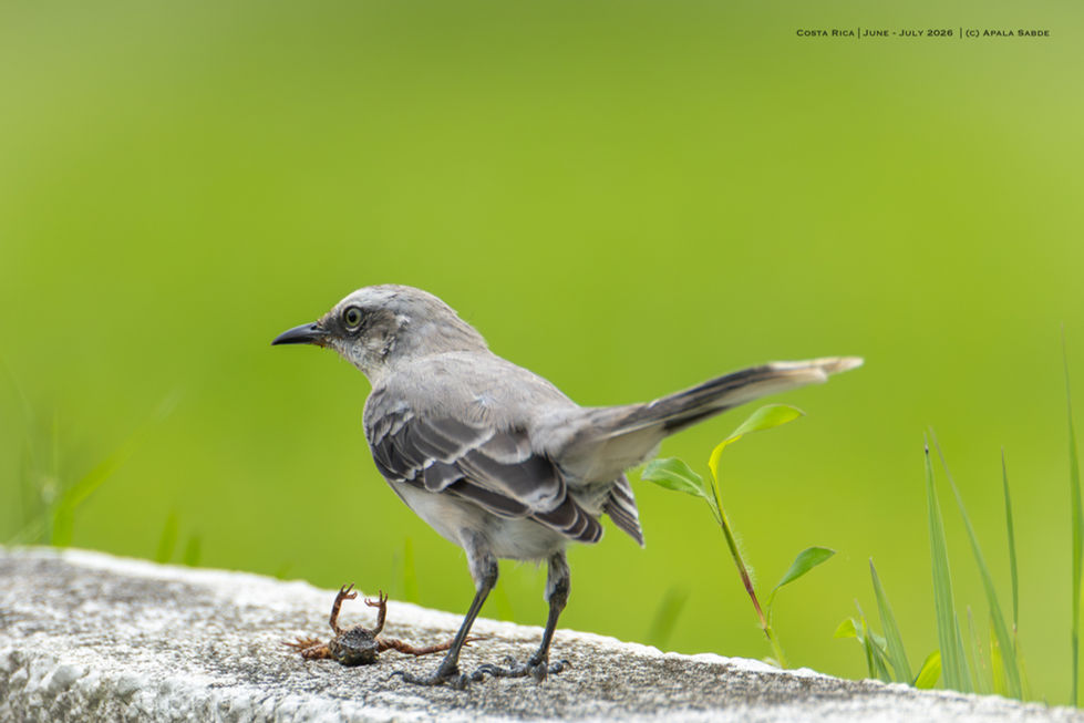 Tropical Mockingbird with a snack (Masked Tree Frog)