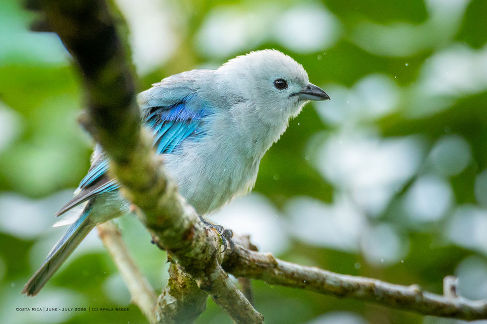 Blue Gray Tanager