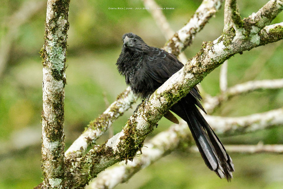 Melodious blackbird