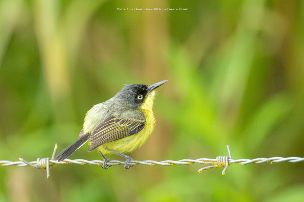Common Tody Flycatcher