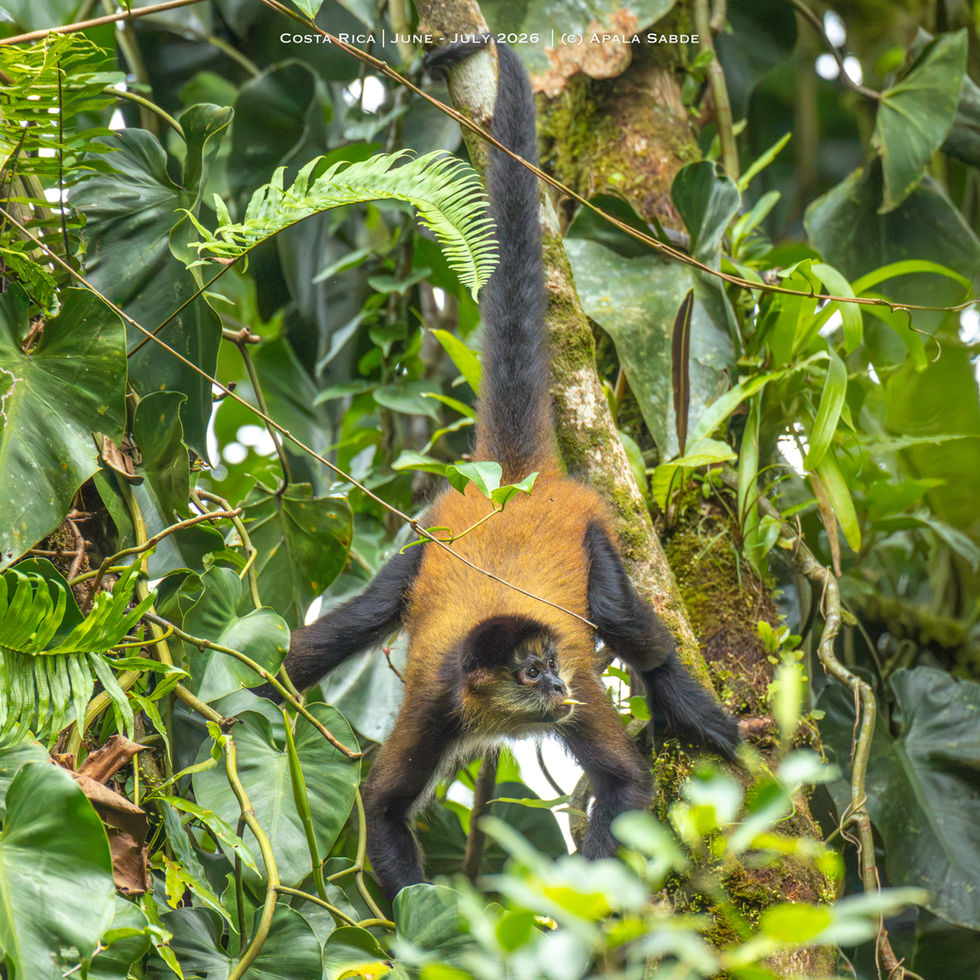 Spider Monkey