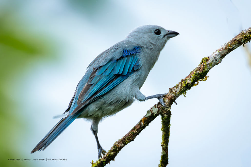 Blue Gray Tanager