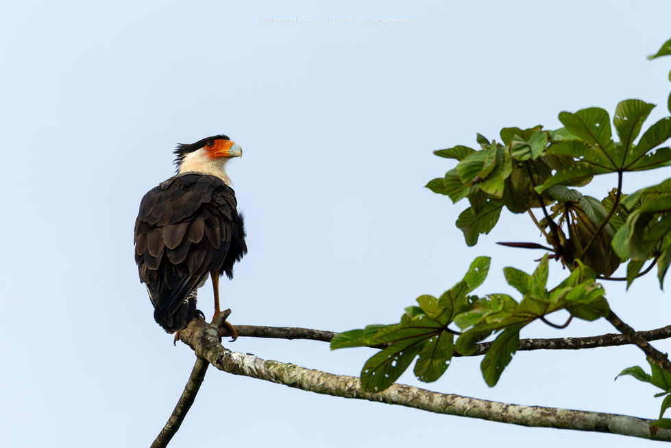 Crested Caracara - National Bird of Mexico