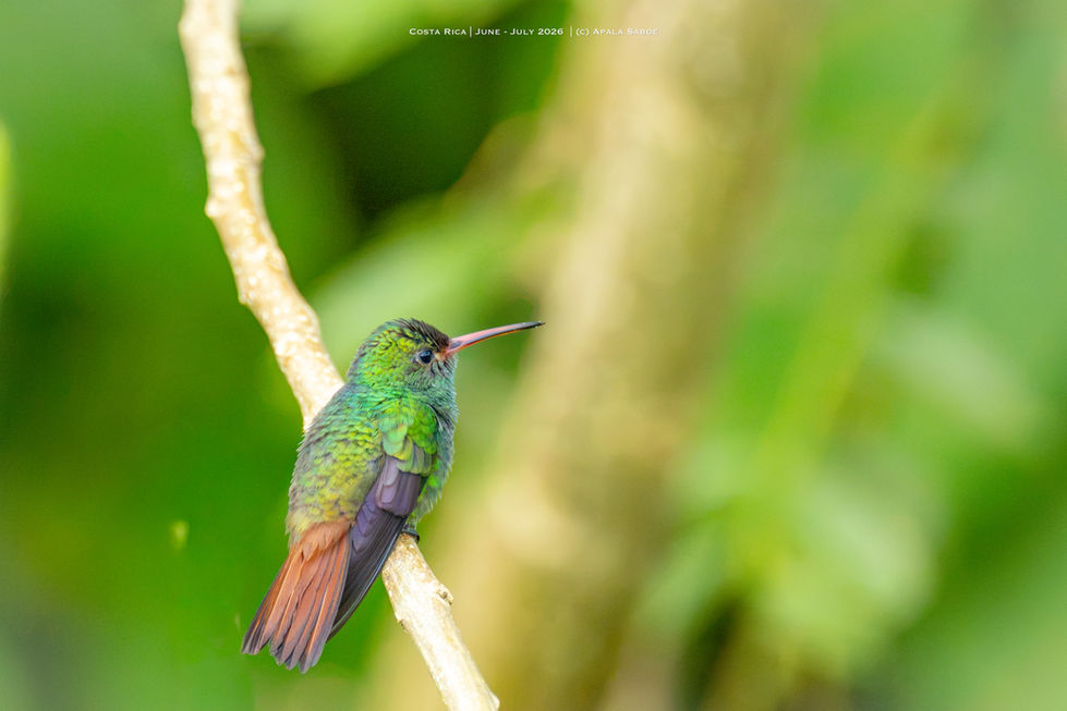 Rufous Tailed Hummingbird