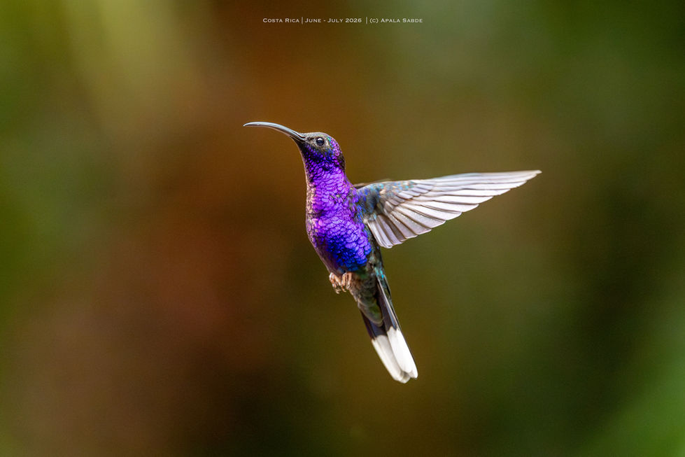 Violet Sabrewing - Largest hummingbird in Costa Rica and Central America