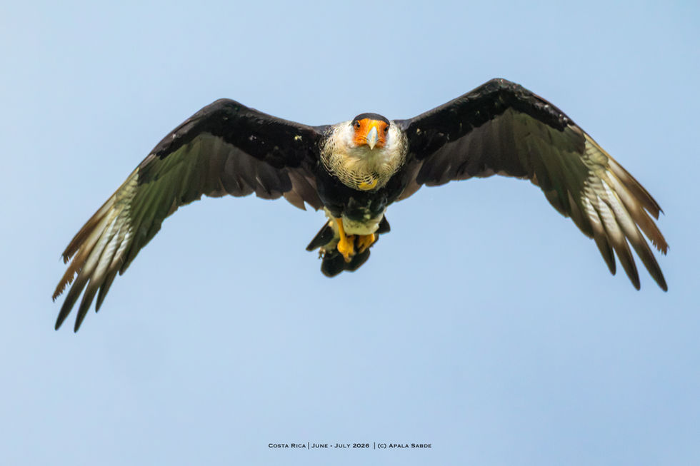 Crested Caracara - National Bird of Mexico