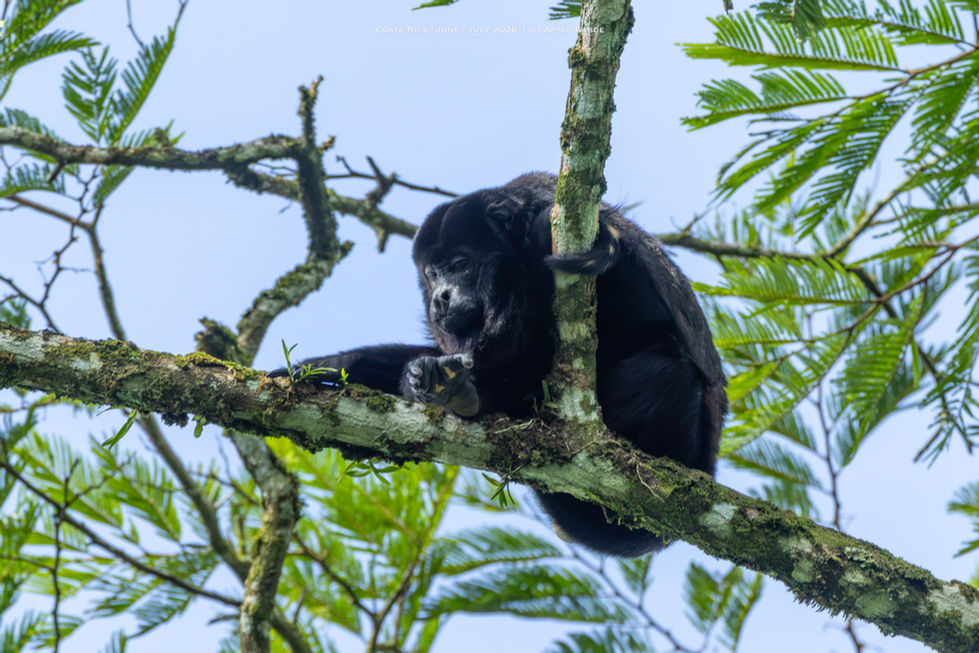 Howler Monkey