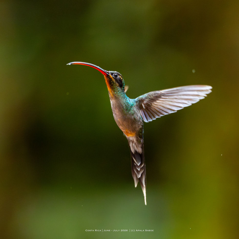 Green Hermit - they have a long bill, not as long as sword billed though