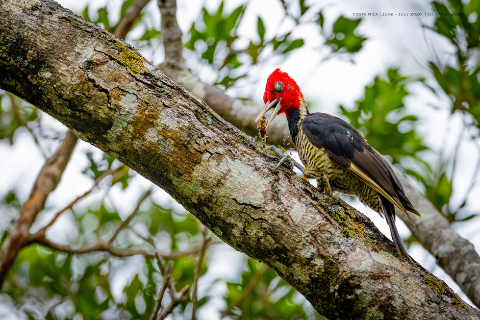 Pale Billed Woodpecker