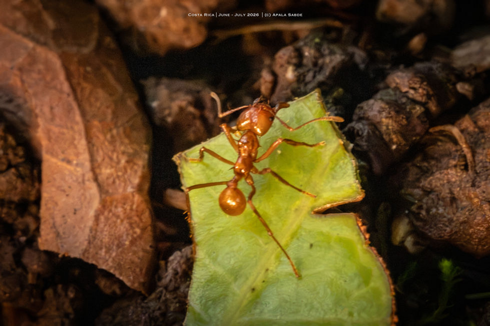 Leafcutter Ant carrying leaf2.jpg