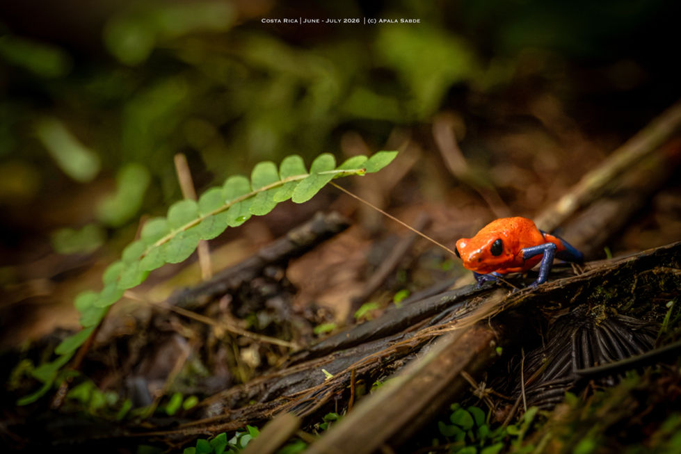Strawberry Poison Dart Frog