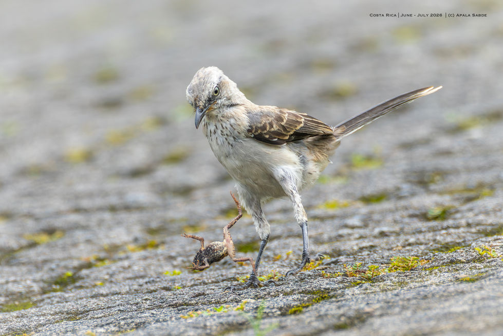 Tropical Mockingbird with a snack (Masked Tree Frog)