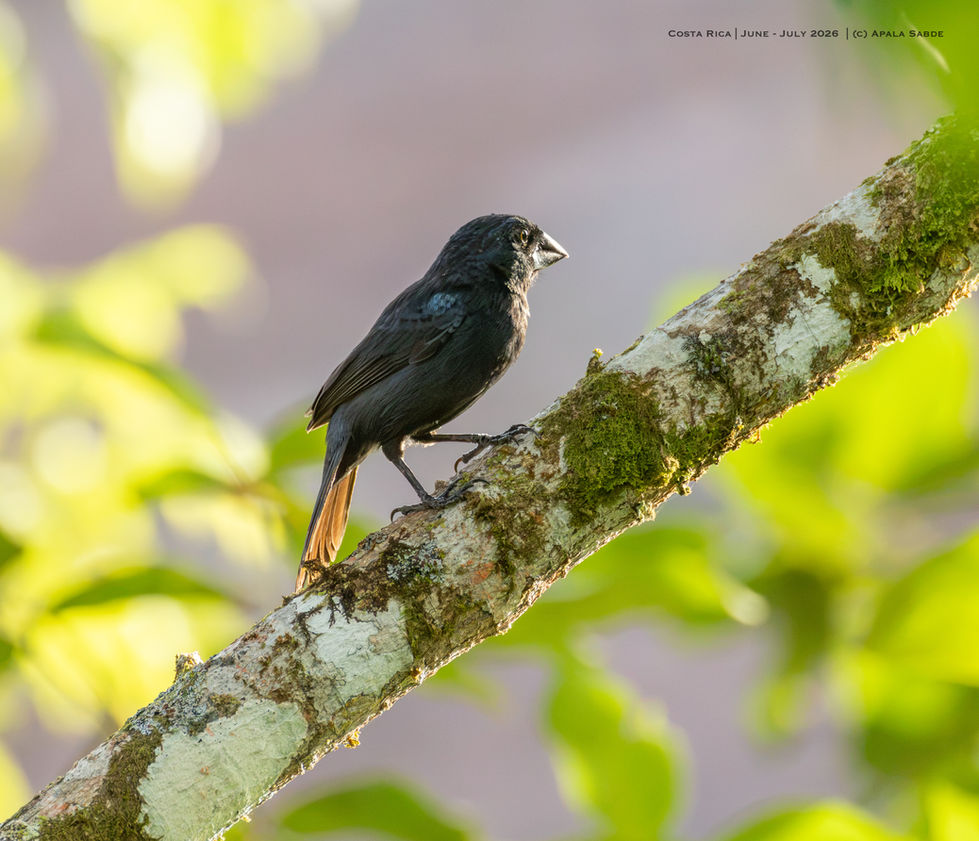 Variable Seed eater