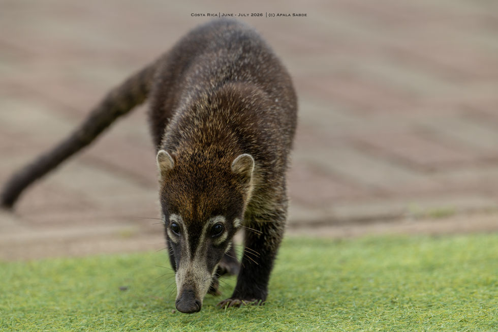 Fearless Coati