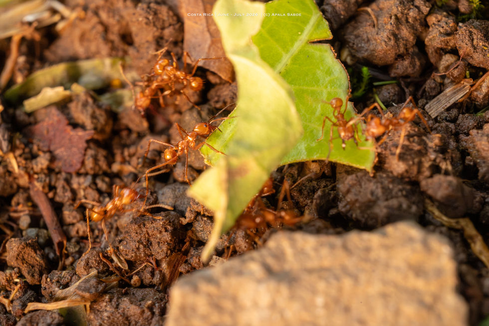 Leafcutter Ant carrying leaf1.jpg