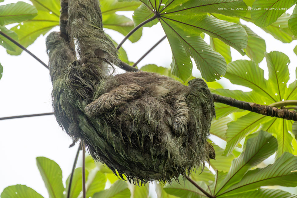 Three towed Sloth
