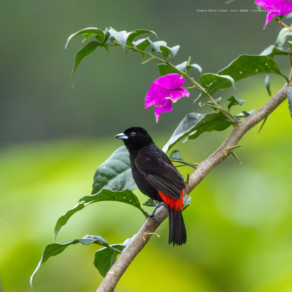 Scarlet Rumped Tanager
