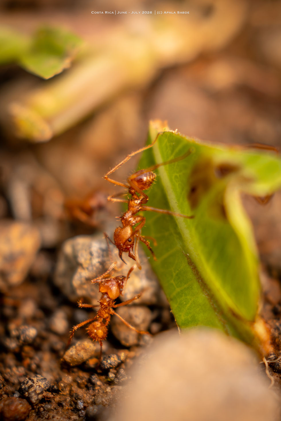 Leafcutter Ant carrying leaf.jpg