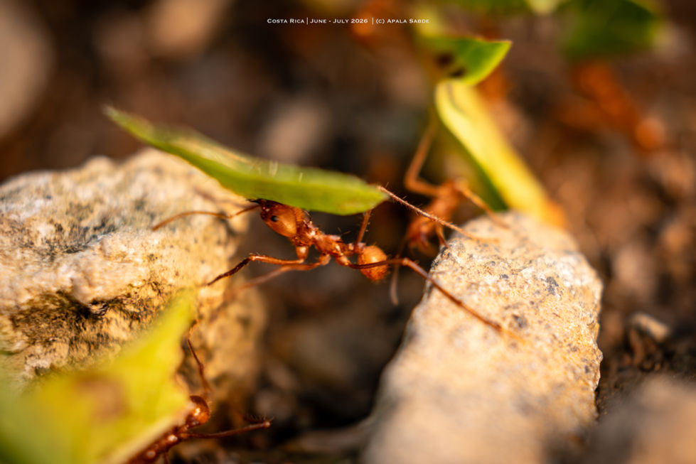 Leafcutter Ant crossing over.jpg
