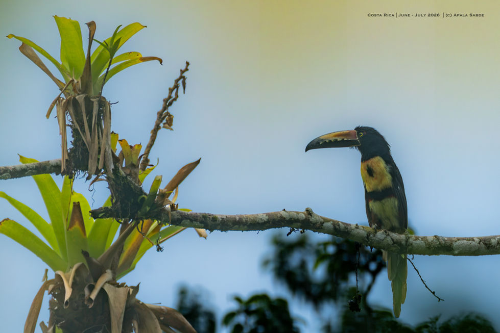 Collared Aracari
